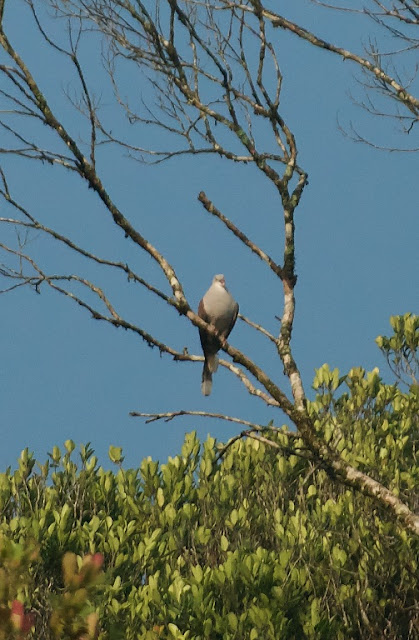 Mountain imperial Pigeon (Ducula badia)