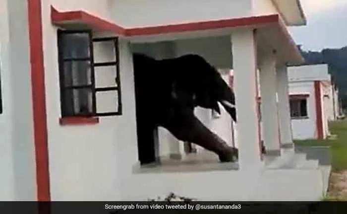 News,National,India,New Delhi,Food,Animals,Humor,House,Social-Media,Video, Watch: Elephant Wriggles Out Of A House After Eating Tasty Snacks