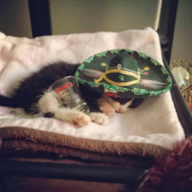 Funny cats - part 92 (40 pics + 10 gifs), kitten with sombrero sleeping