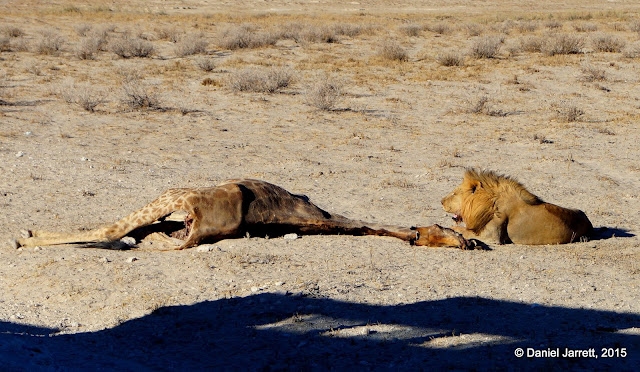 Lion Eating Giraffe, Etosha National Park, Namibia