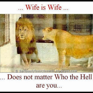 Lion scared of Wife Funny Meme