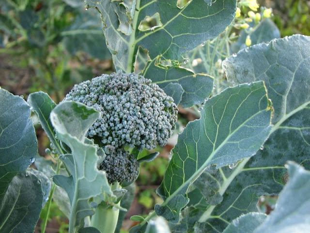 Brassica oleracea L. var. italica