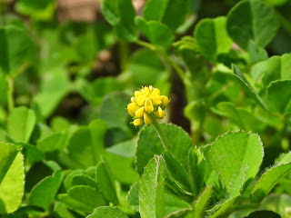 Black Medick on Yuelu Mountain