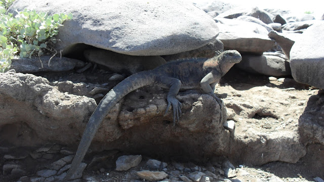 Marine iguana on Espanola island