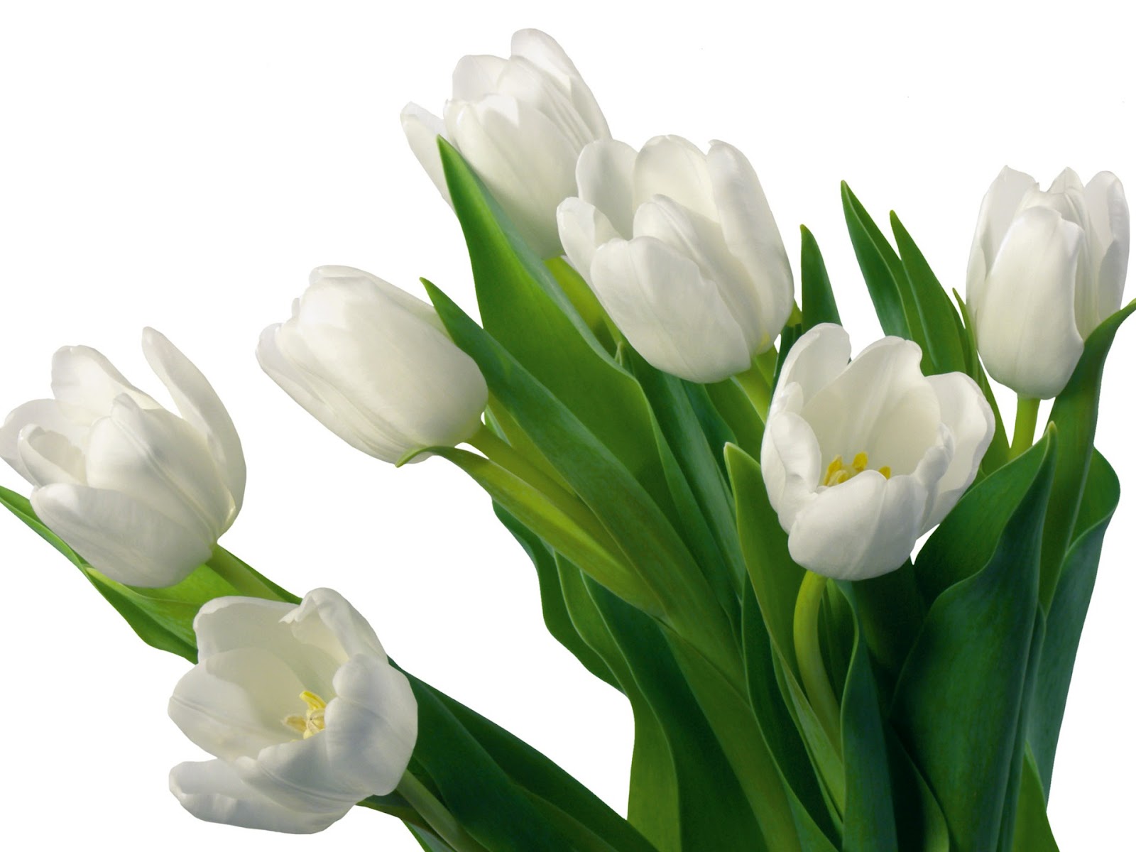 types of flowers meanings and pictures White Tulips Flowers | 1600 x 1200