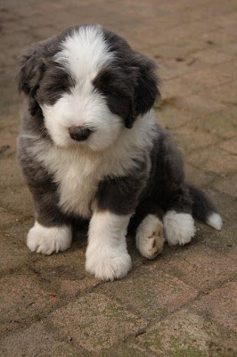 Bearded Collie Puppy Picture