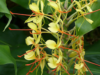 Hedychium gardnerianum - Longose à fleurs jaunes