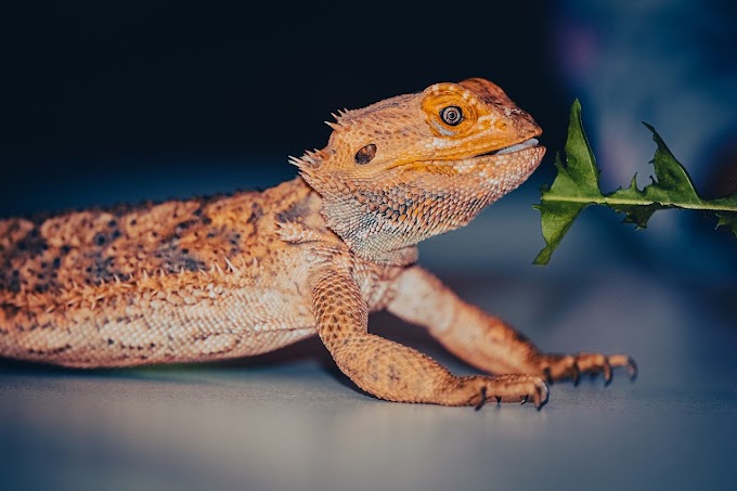 5 Signs That Your Bearded Dragon is Sick