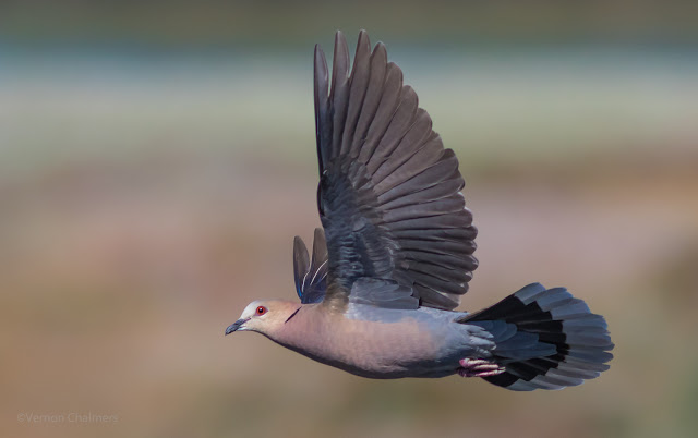 Birds in Flight Photography Cape Town