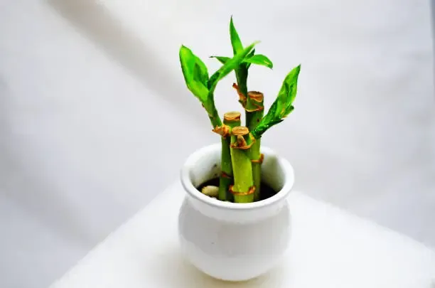 Where to Put Lucky Bamboo in Your Home