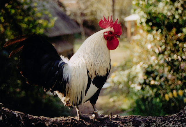 Ardenner introducing a new bird to an established flock