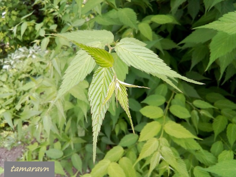 Kerria japonica 'Pleniflora'