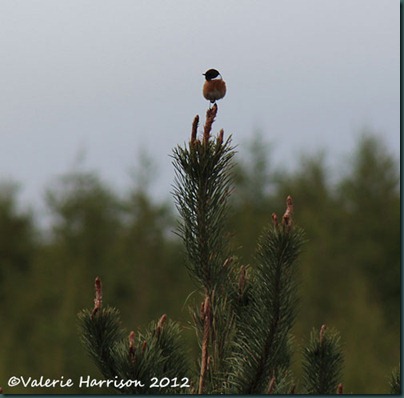 7-stonechat