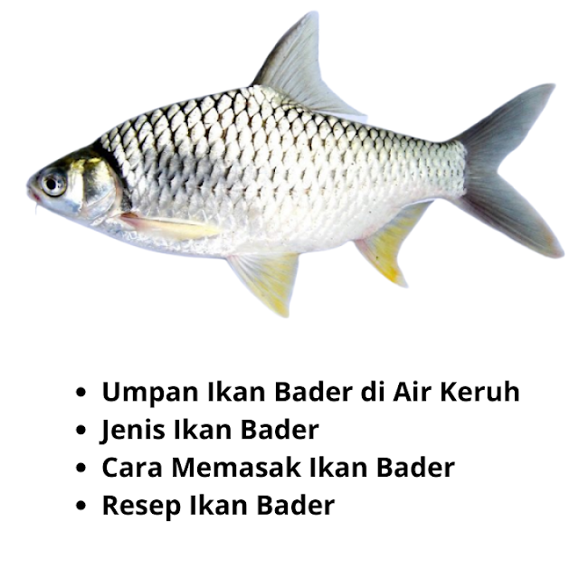 Umpan Ikan Bader di Air Keruh Jenis Ikan Bader