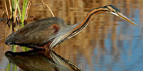 garza imperial Ardea purpurea