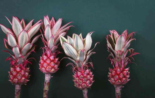 Inilah Penampakan Nanas Pink / Rose (Ananas Comosus)