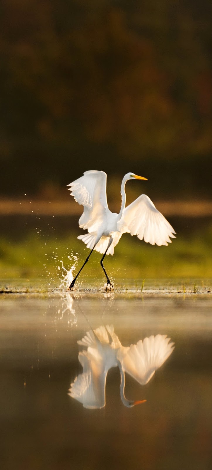 An egret taking off.