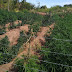 OPERAÇÃO CONJUNTA DA POLÍCIA MILITAR (7ª CIPM) E POLÍCIA FEDERAL, ERRADICAM MAIS UM PLANTIO DE MACONHA NA ZONA RURAL DE SANTA MARIA DA BOA VISTA E DESTRÓI 7.900 PÉS DA DROGA
