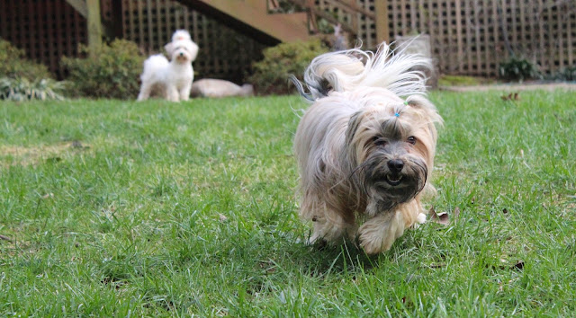 Havanese running