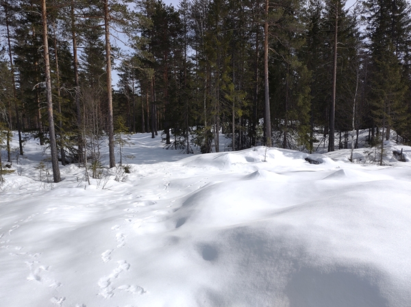 skautur bårnåsåsen