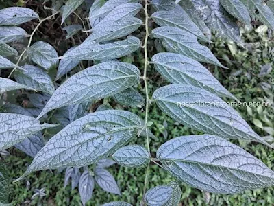 visão frontal de um ramo com folhas opostas e verde-escuras