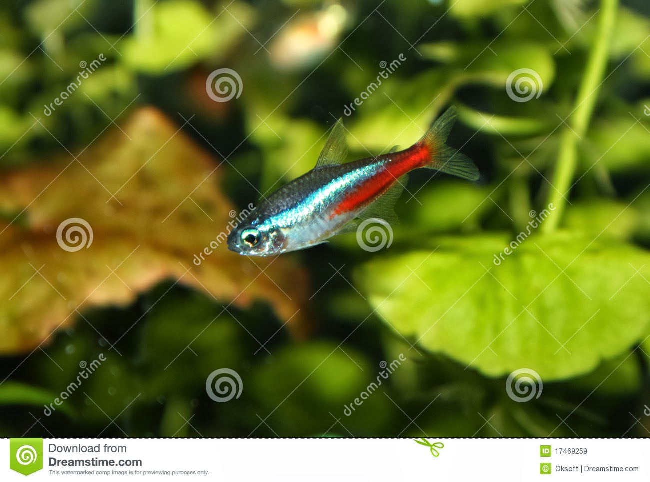 fish share GAMBAR IKAN HIAS NEON 4
