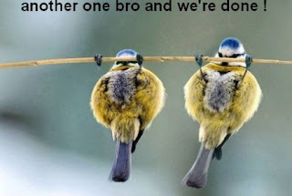 funny bird pic