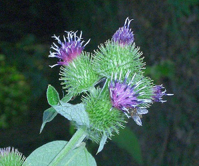 Burdock / Arctium lappa