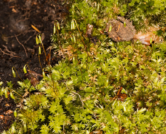 Mnium hornum, Swan's-neck Thyme-moss.  Keston Common, 3 March 2016