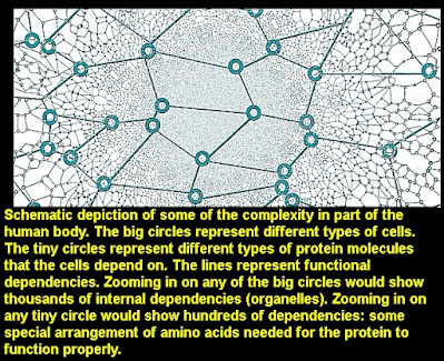 biological organization