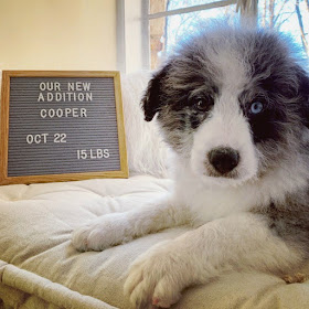 Cooper the Bernedoodle