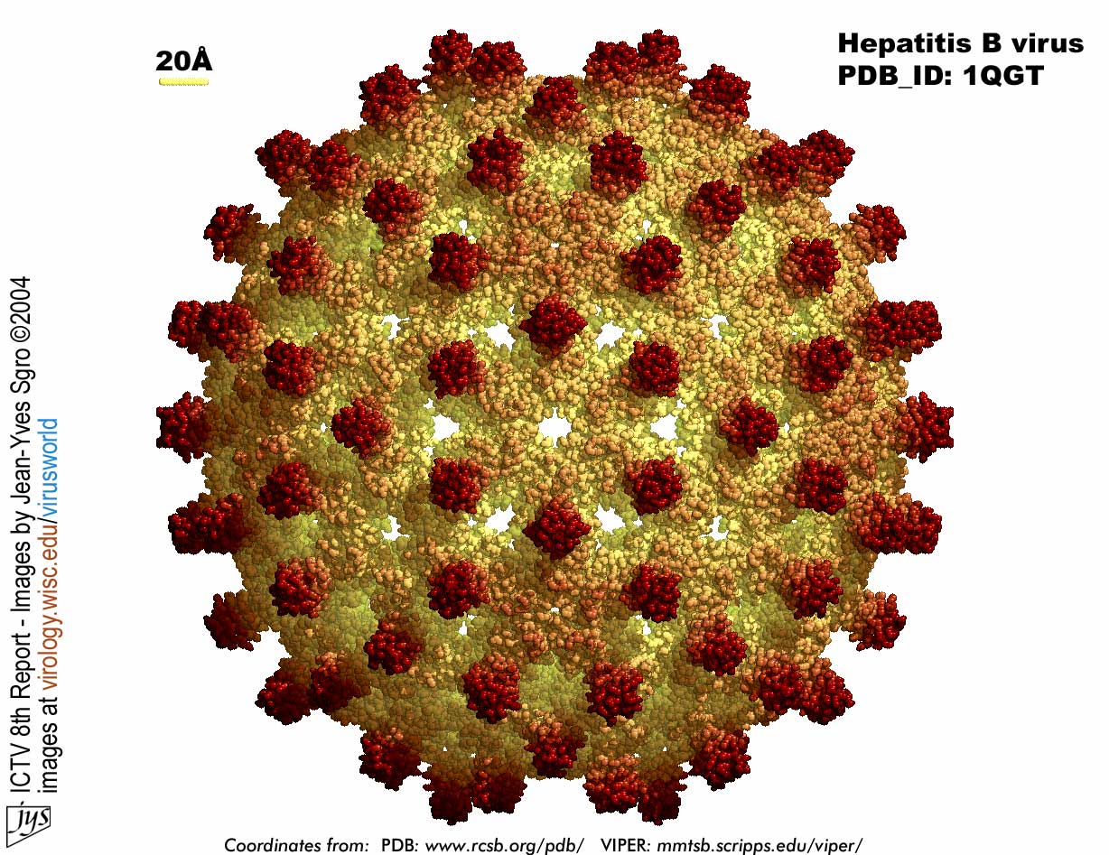 Resultado de imagen de virus hepatitis