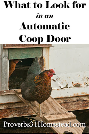 What to Look for in an Automatic Coop Door