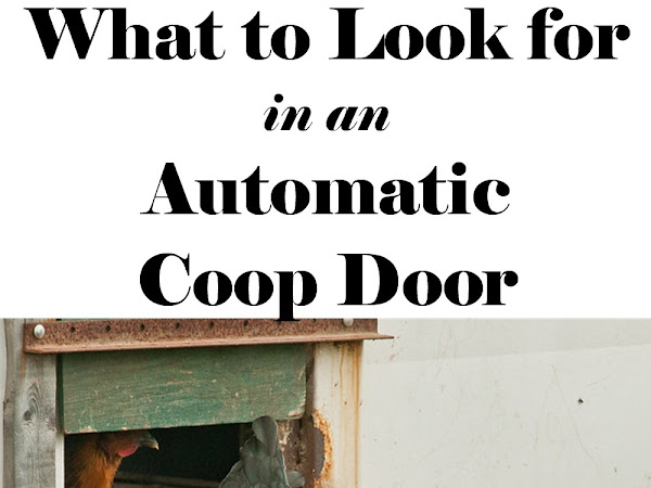 What to Look for in an Automatic Coop Door