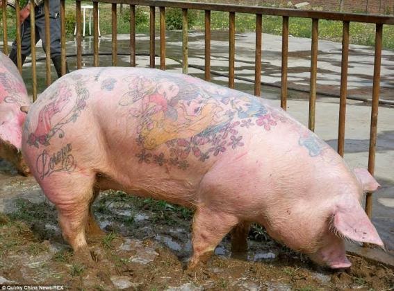 Skins of pigs tattooed with designer logos & other characters being sold for up to £55,000 a piece
