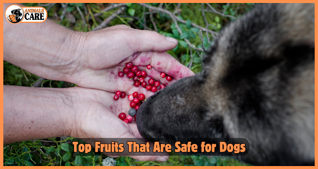 Top Fruits That Are Safe for Dogs