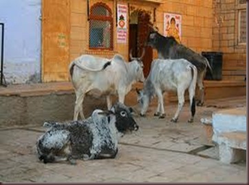 Amazing Pictures of Animals photo Nature exotic funny incredibel Zoo Indian sacred cow, Bos indicus.Zebu, Alex (1)