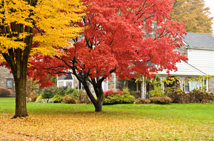 how to take care lawn in fall season with amazing japannese mapple tree