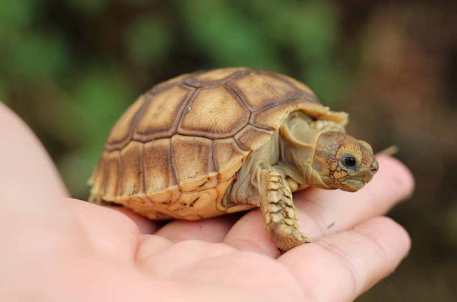  5  Jenis  Hewan  Reptil Herbivora dan Penjelasannya Hewan  