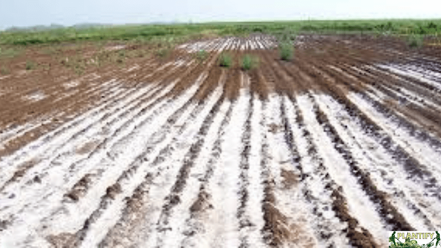 Salt-Resistant Plants and Their Role in Land Reclamation: A Sustainable Solution for Saline Soil-plantify
