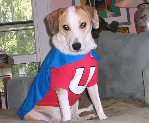 cute dog pictures, cute dog costumes, dogs dressed up, superhero dogs, dogs dressed as superheroes pictures