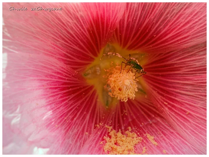 malwa różowa, Alcea rosea, malwa ogrodowa