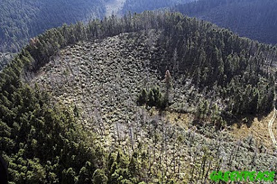 Resultado de imagen para tala de bosques