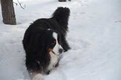 Vem gillar inte att vada i snö?