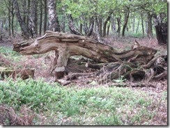 Komodo Dragon-Look-Alike