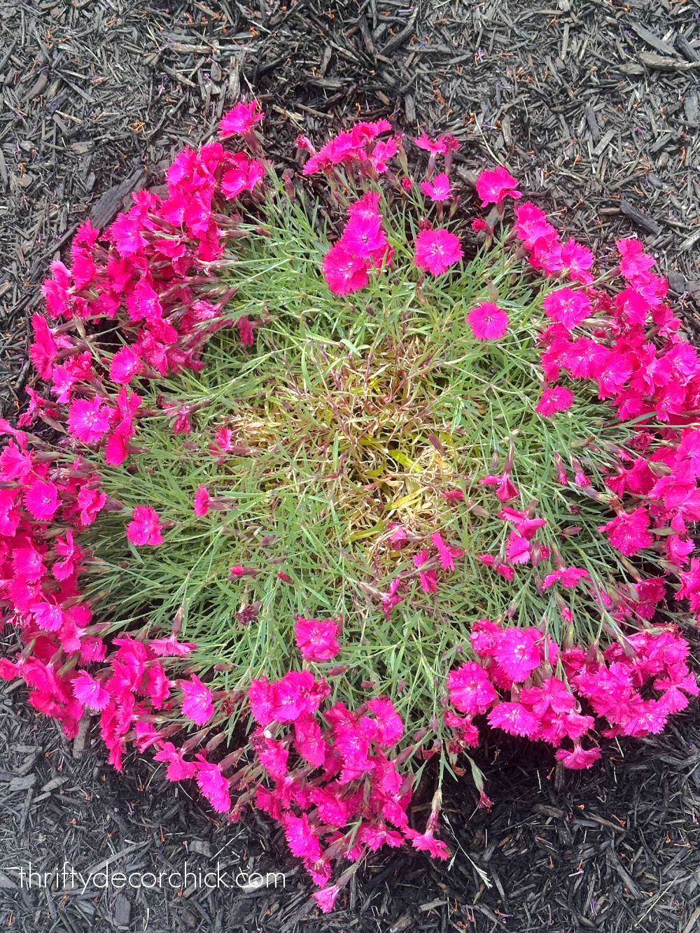 pink dianthus needs water