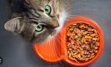 Makanan Kucing Whiskas: Keunggulan dan Kebutuhan Gizi yang Terpenuhi