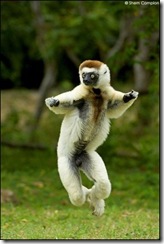 dancing-sifaka-madagascar