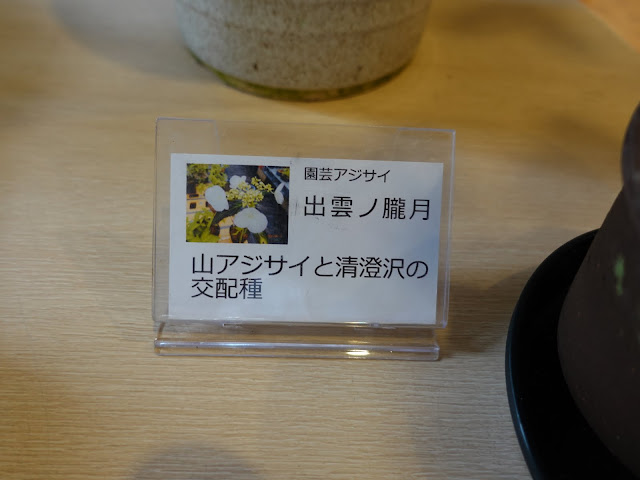 鳥取県西伯郡南部町鶴田　とっとり花回廊　ヤマアジサイ(山紫陽花)