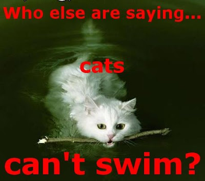Funny Cats: Swimming cat